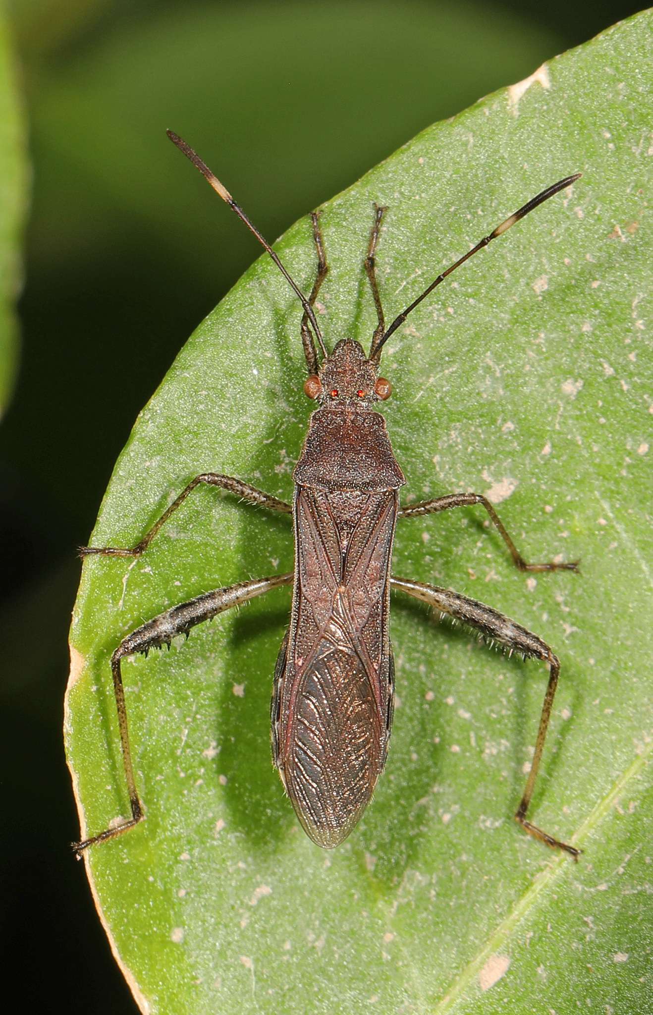 Burtinus notatipennis