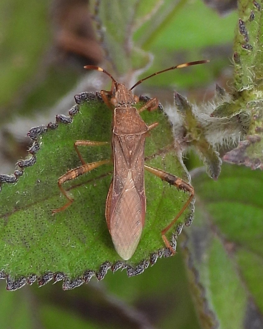 Burtinus notatipennis