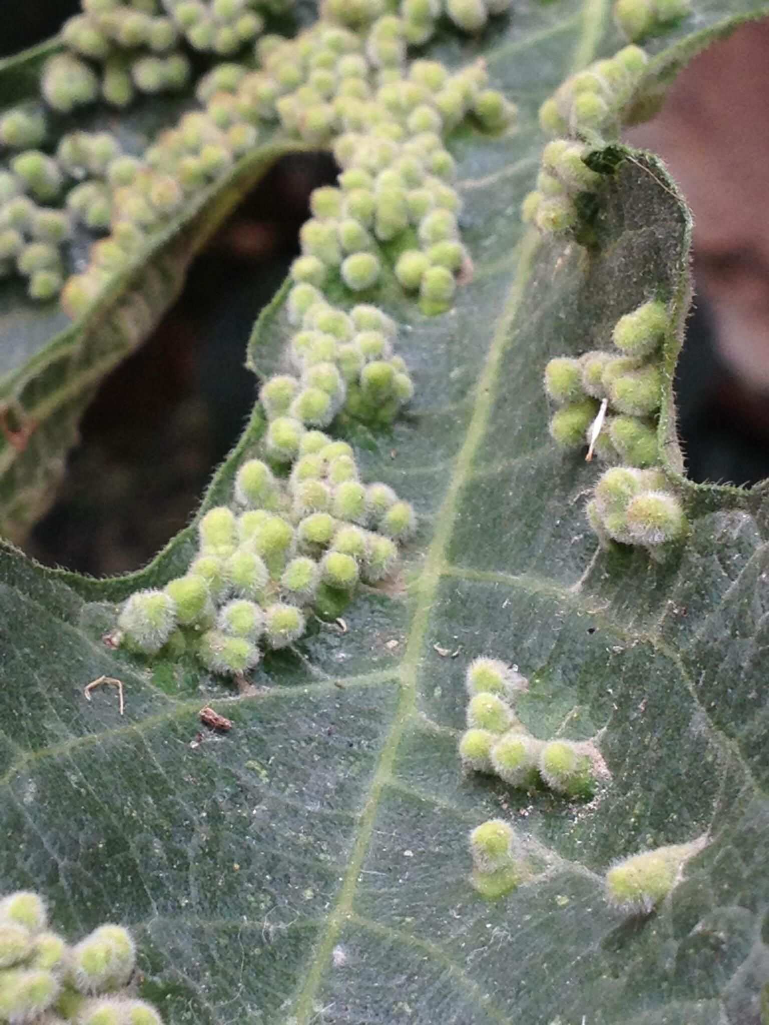 Pauropsylla buxtoni