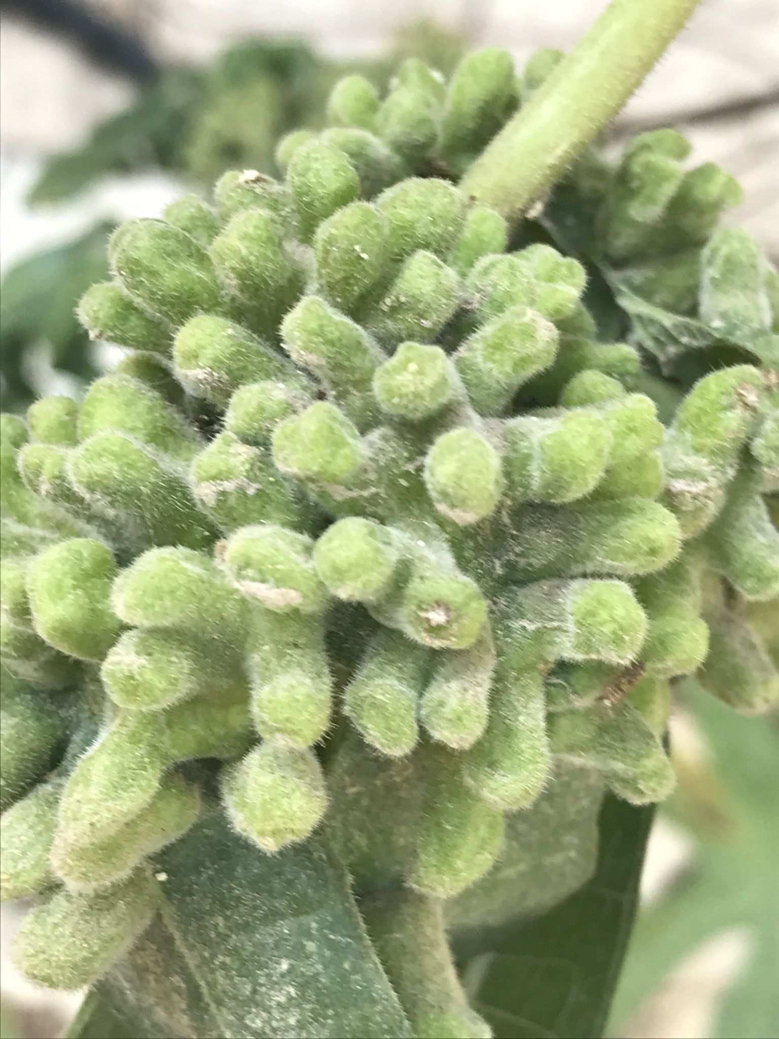 Pauropsylla buxtoni