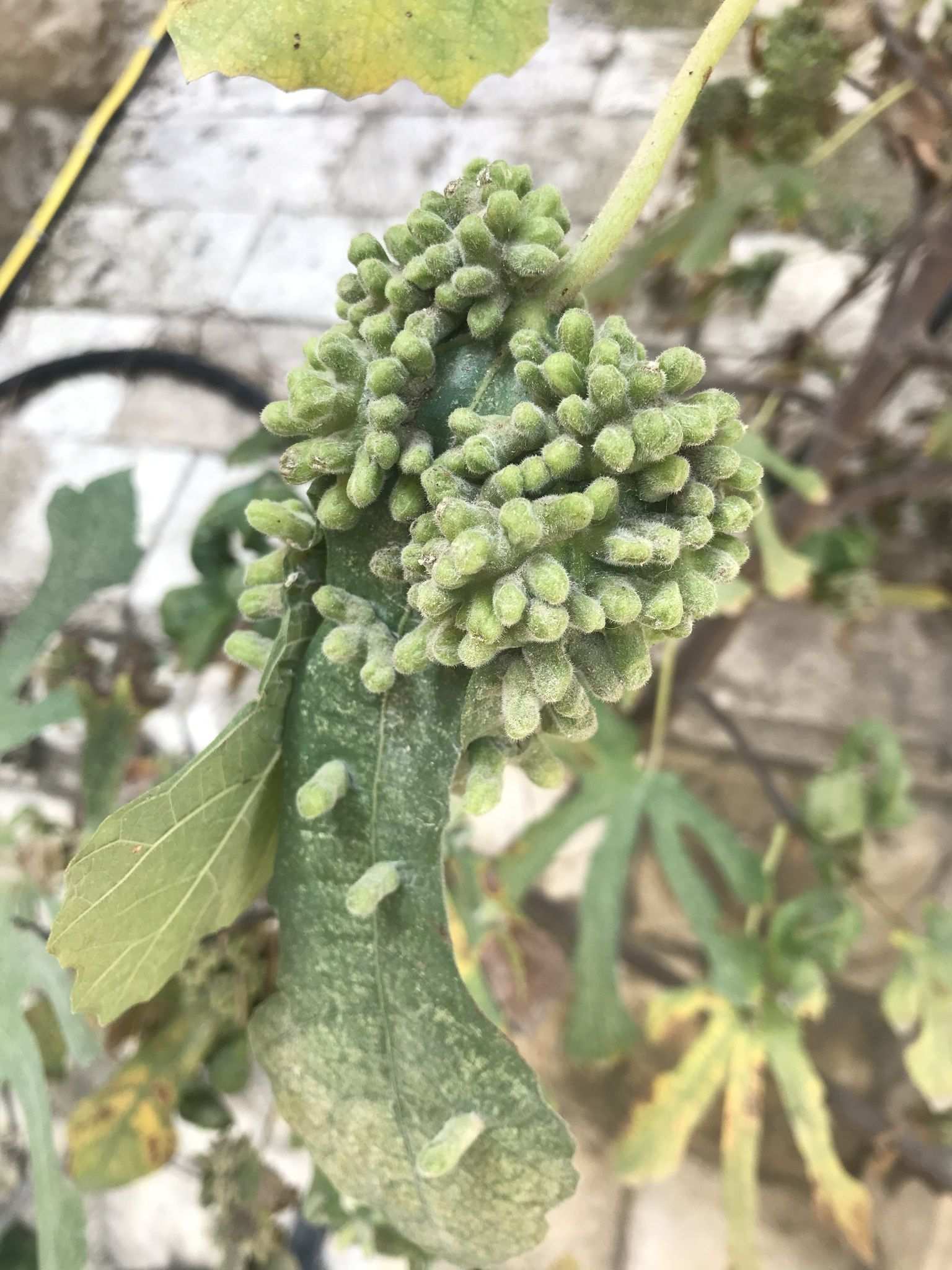 Pauropsylla buxtoni