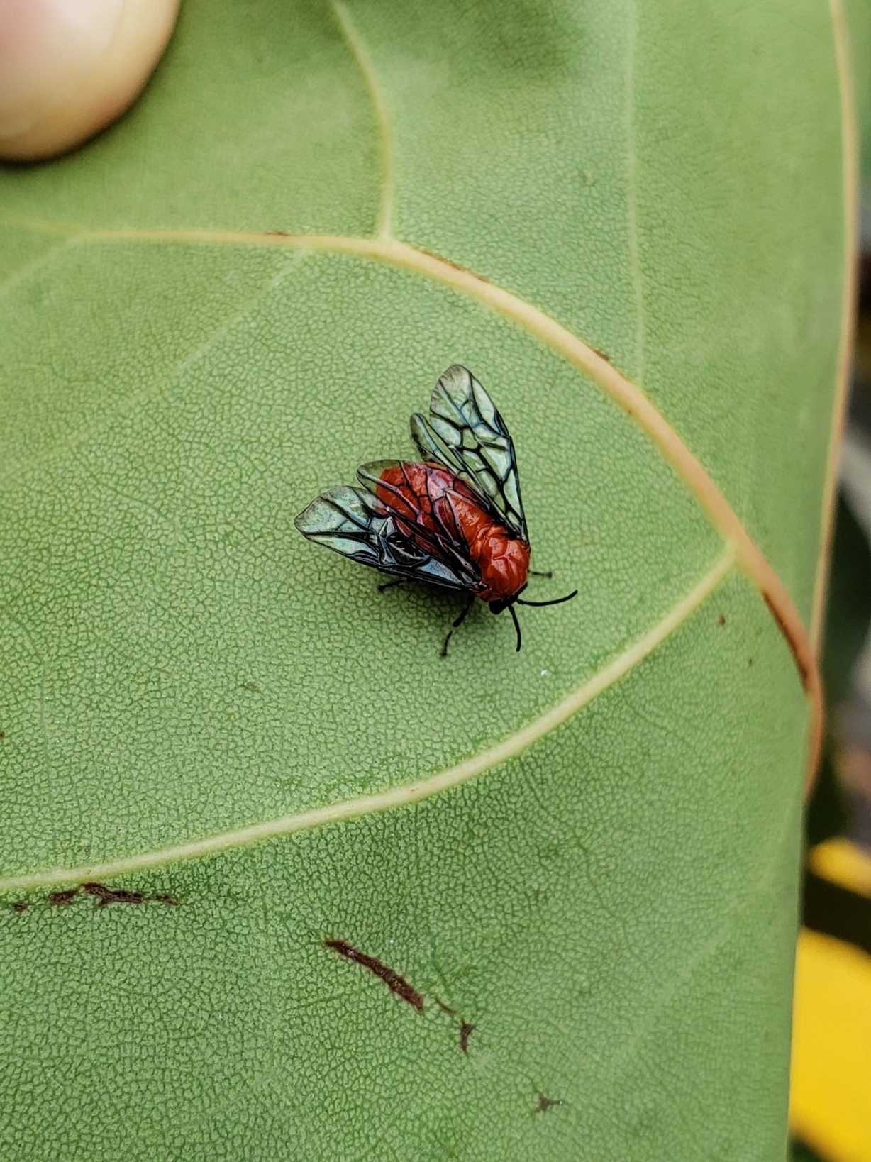 Sericoceros