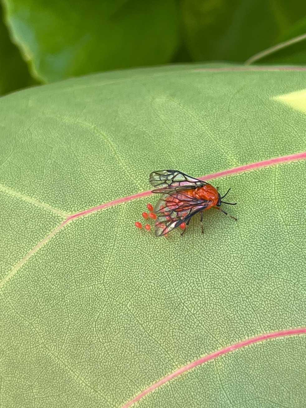 Sericoceros