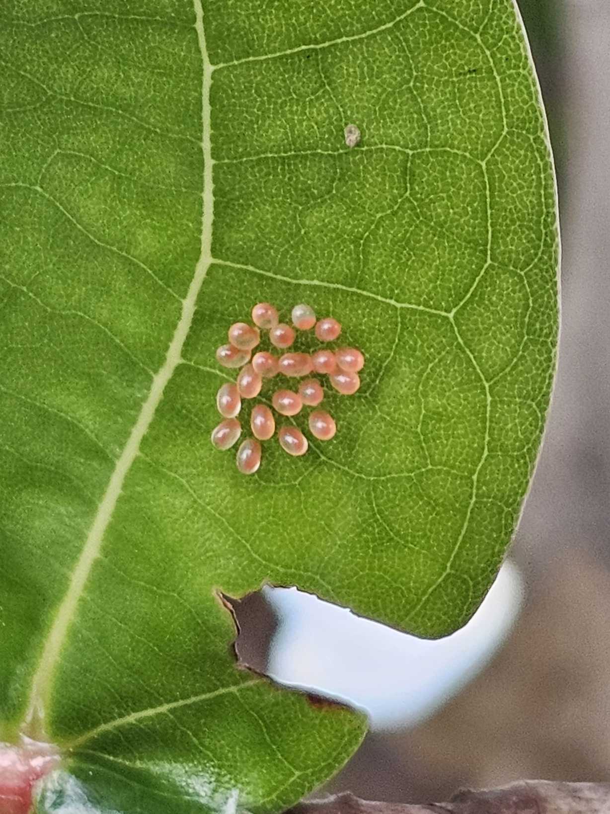 Sericoceros