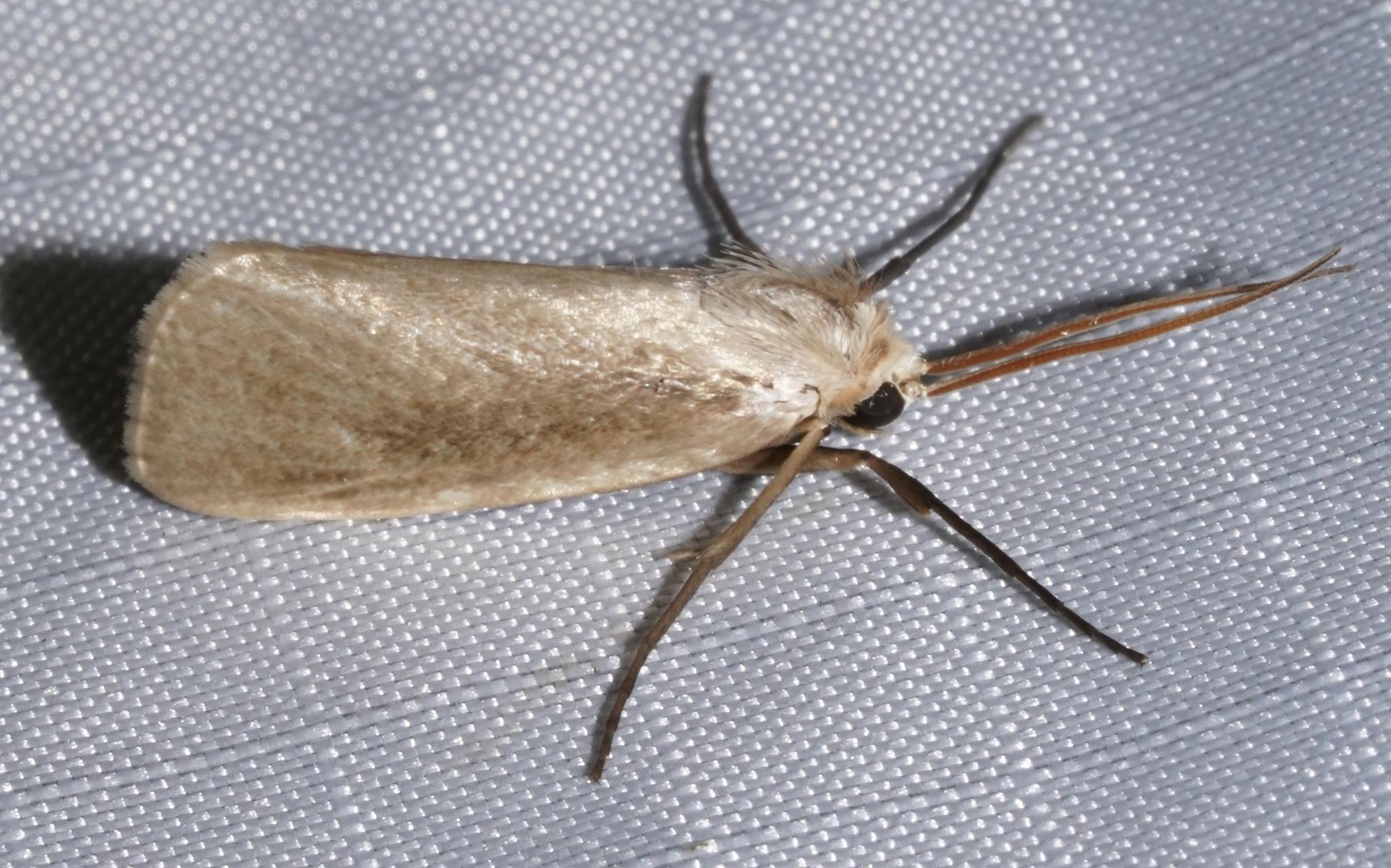 Rupela