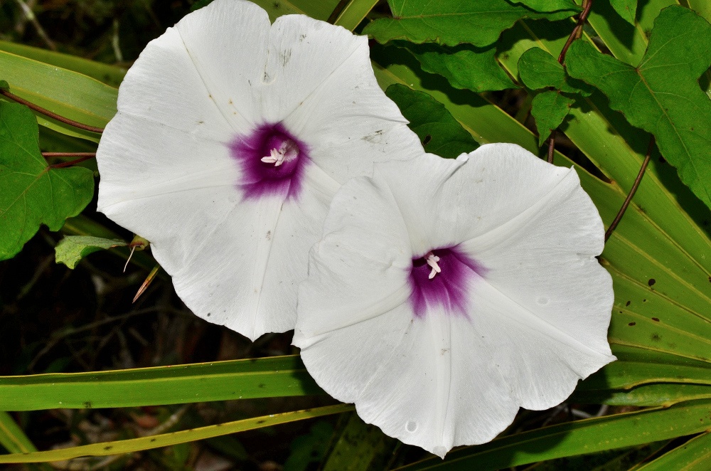 Ipomoea pandurata