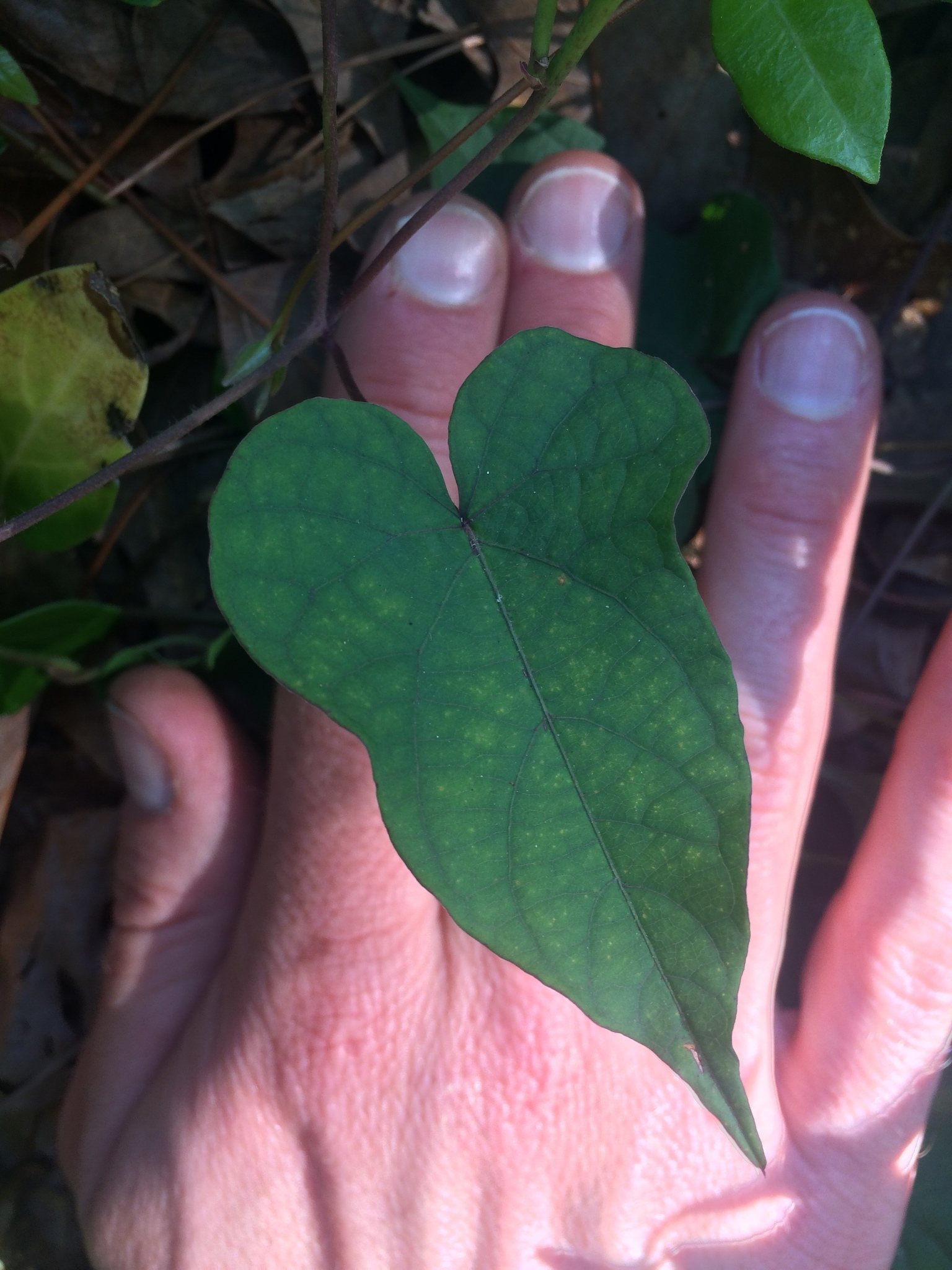 Ipomoea pandurata