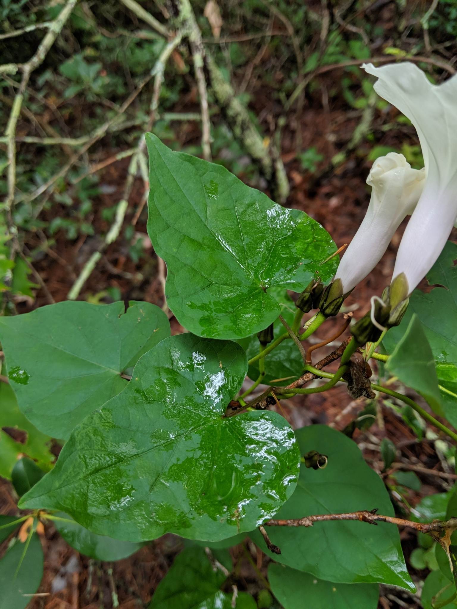 Ipomoea pandurata
