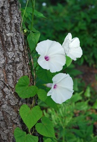 Ipomoea pandurata