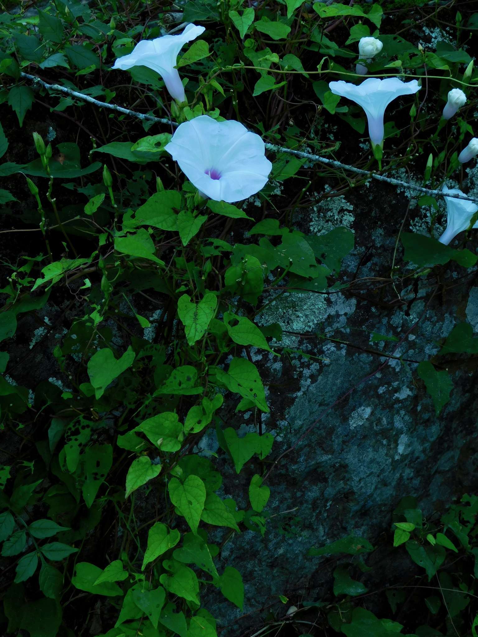 Ipomoea pandurata