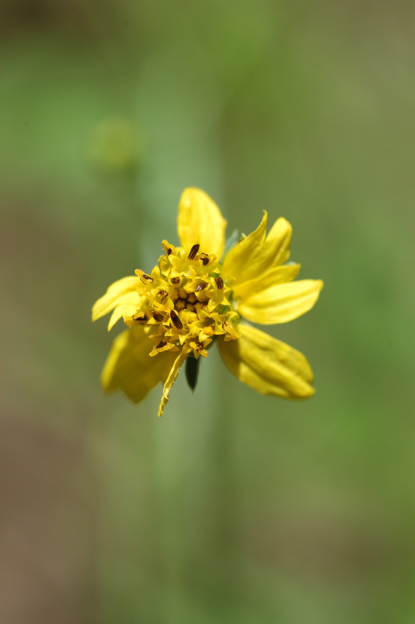Bidens bipinnata