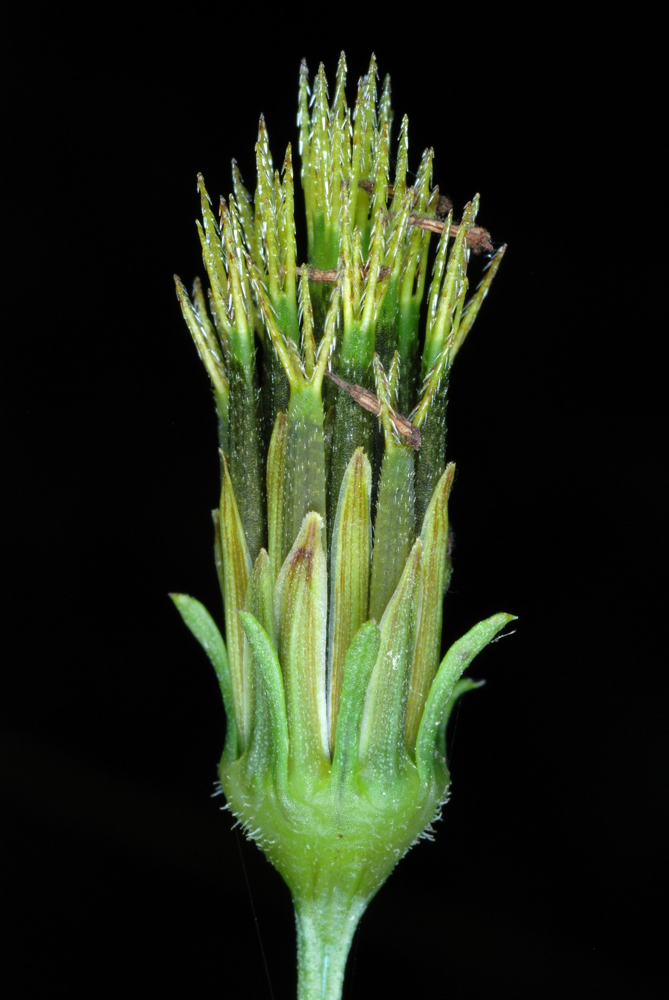 Bidens bipinnata