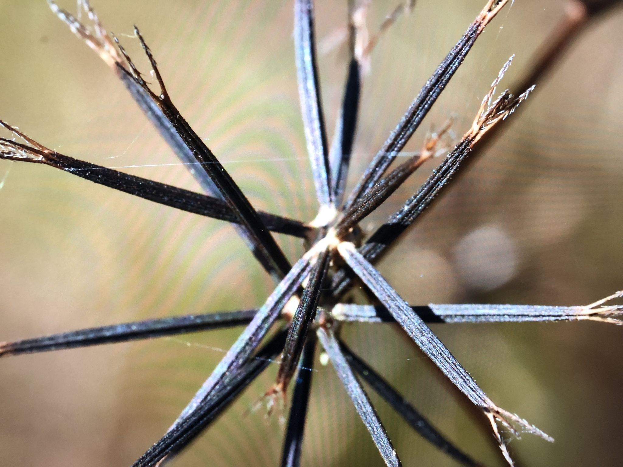 Bidens bipinnata