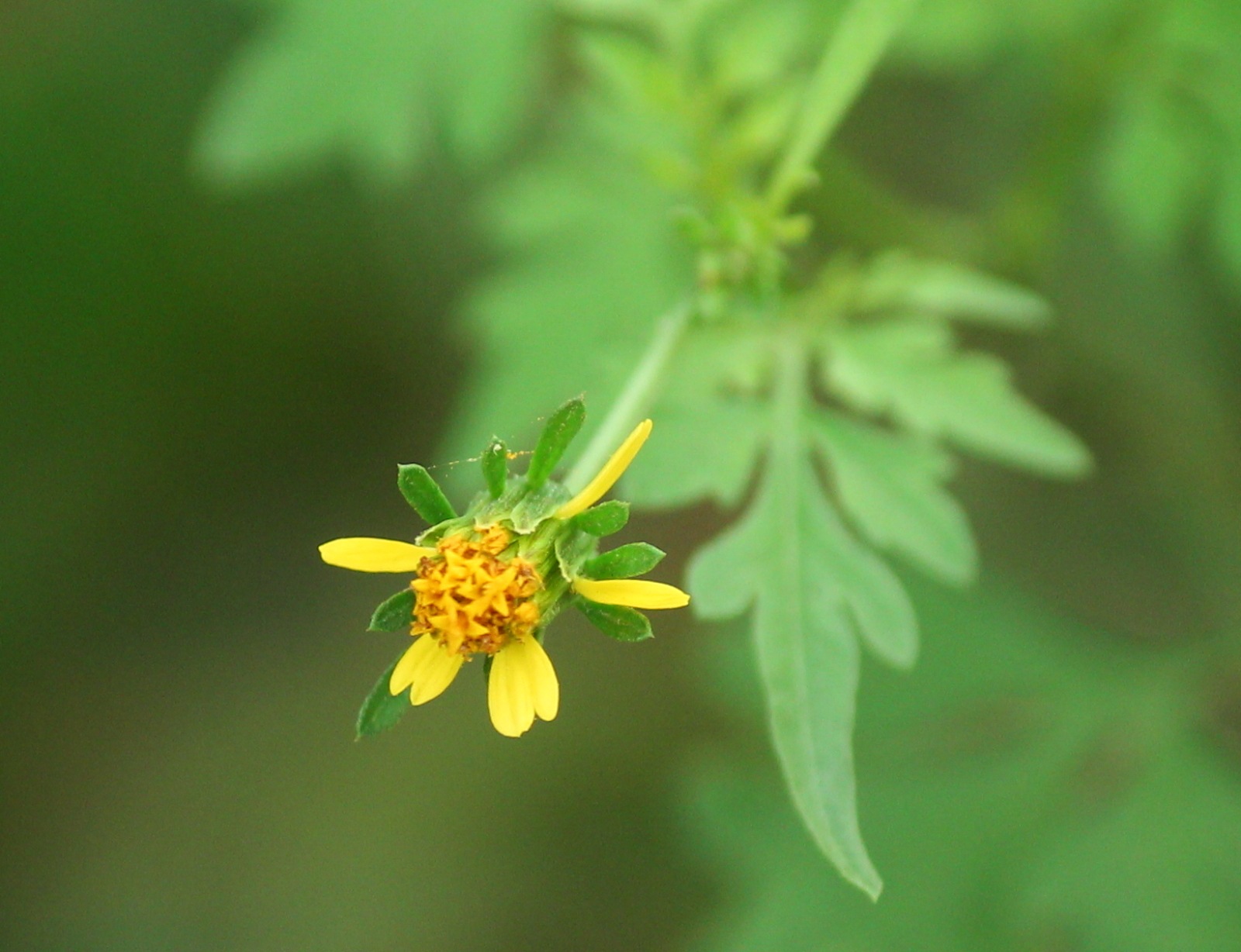 Bidens bipinnata