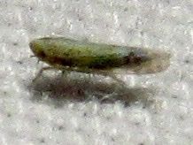 Typhlocybella