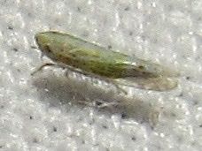 Typhlocybella