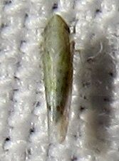 Typhlocybella