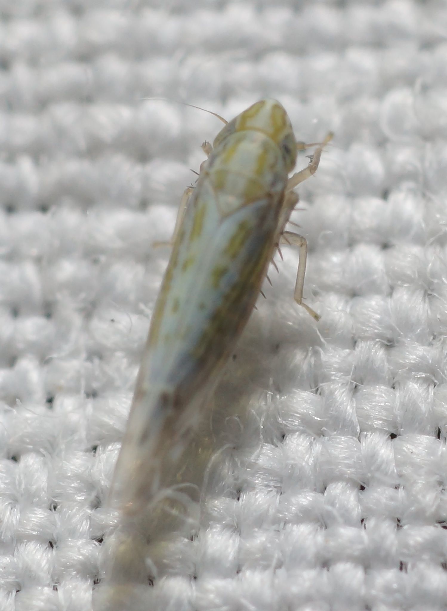 Typhlocybella