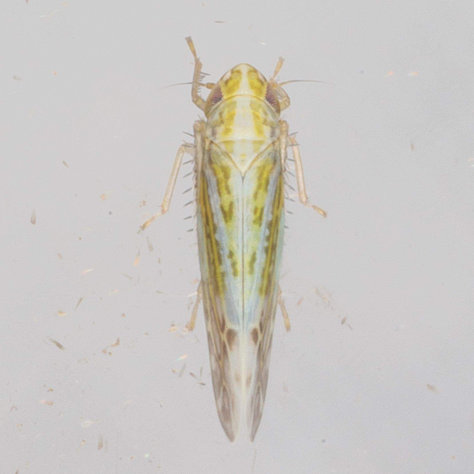 Typhlocybella