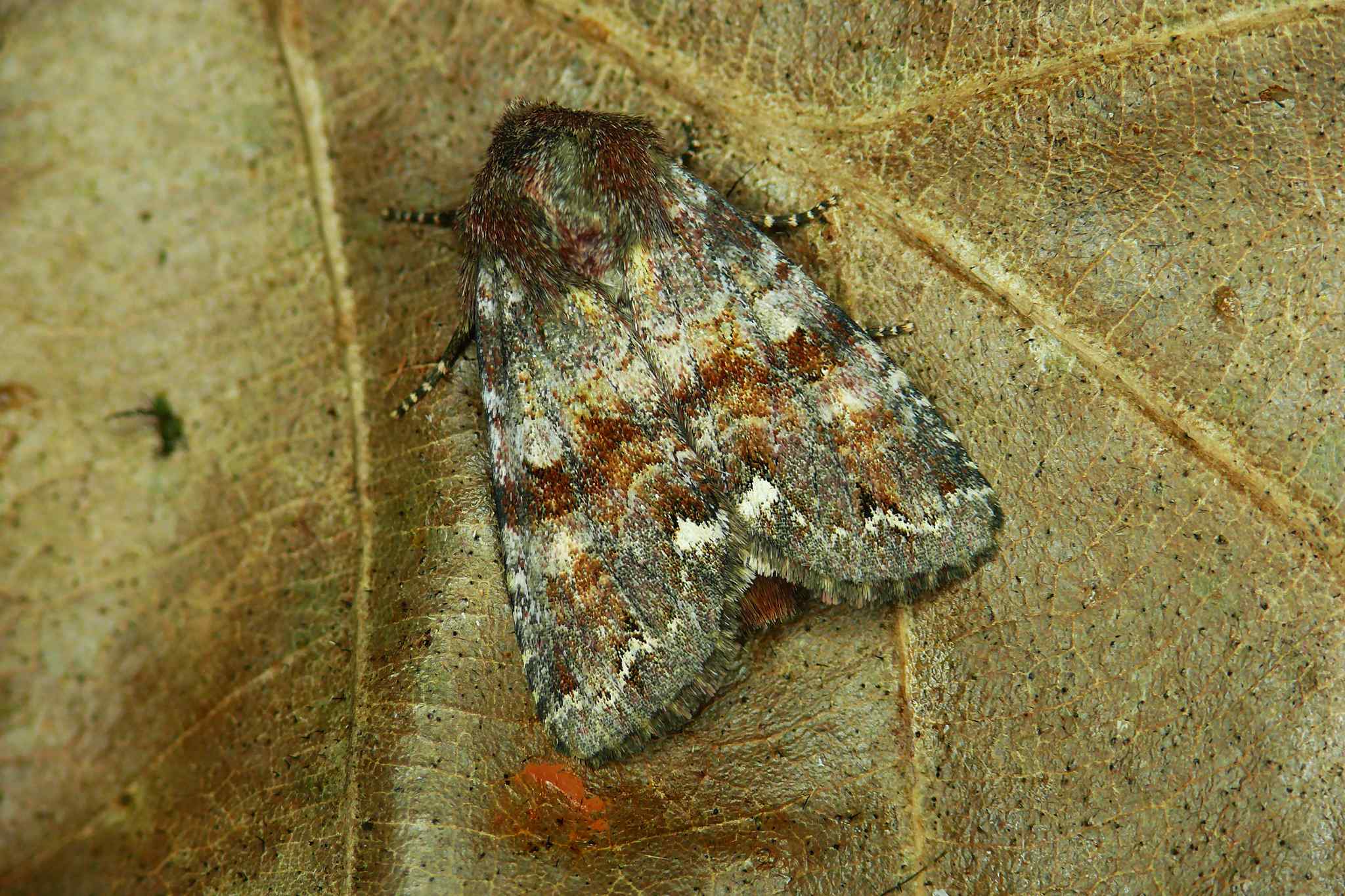 Ceramica pisi