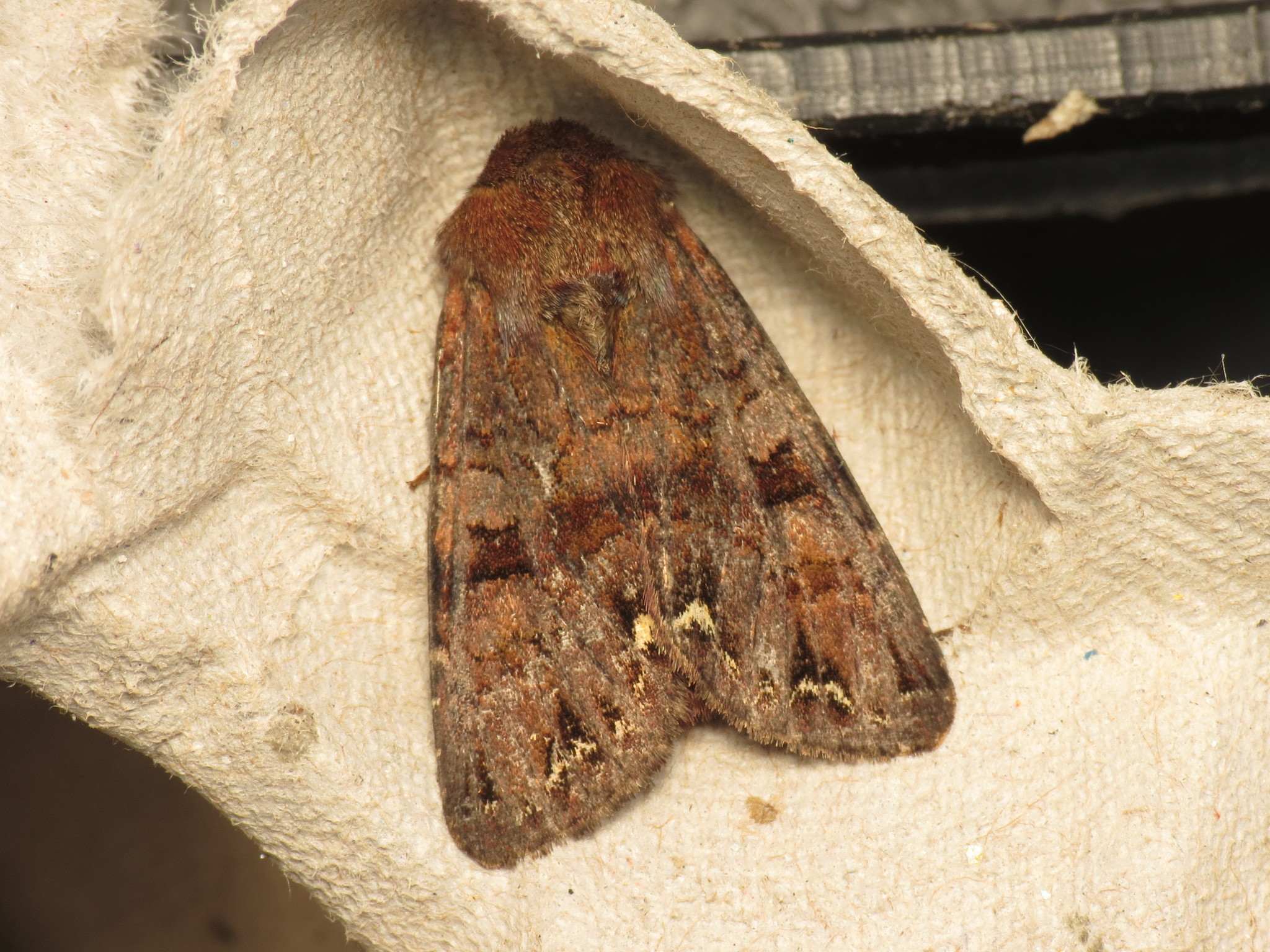 Ceramica pisi