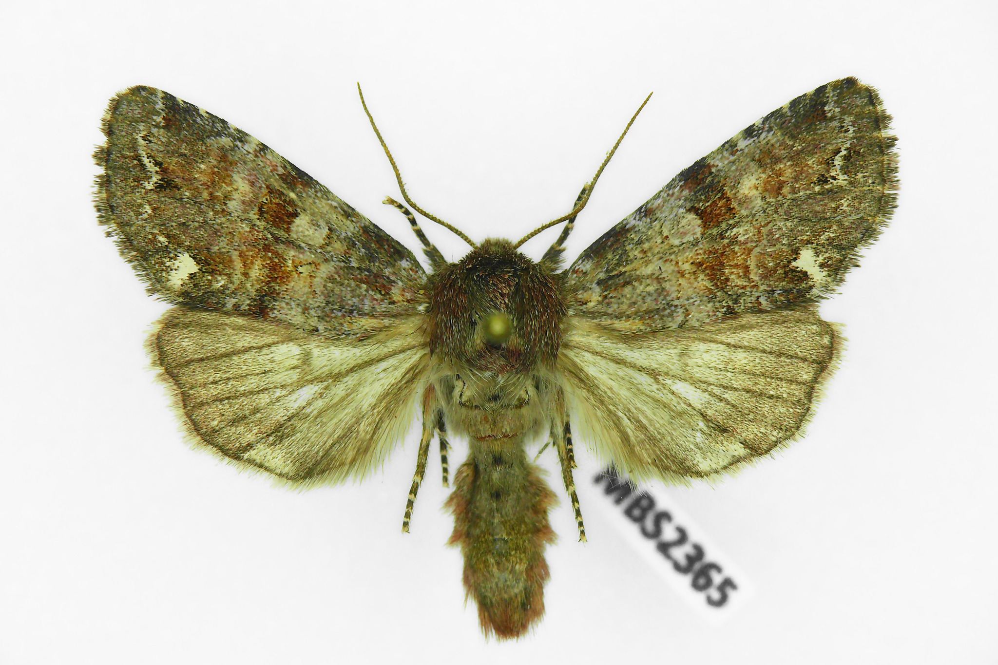 Ceramica pisi