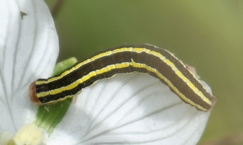 Ceramica pisi