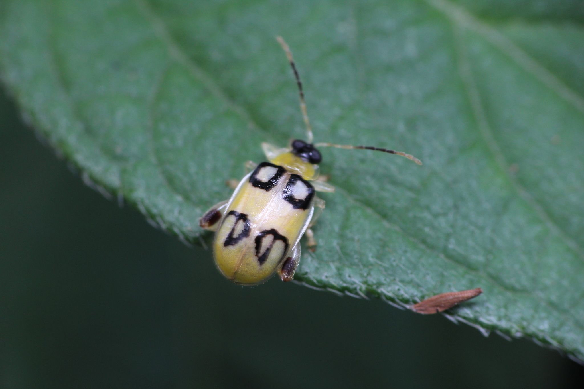 Walterianella biarcuata