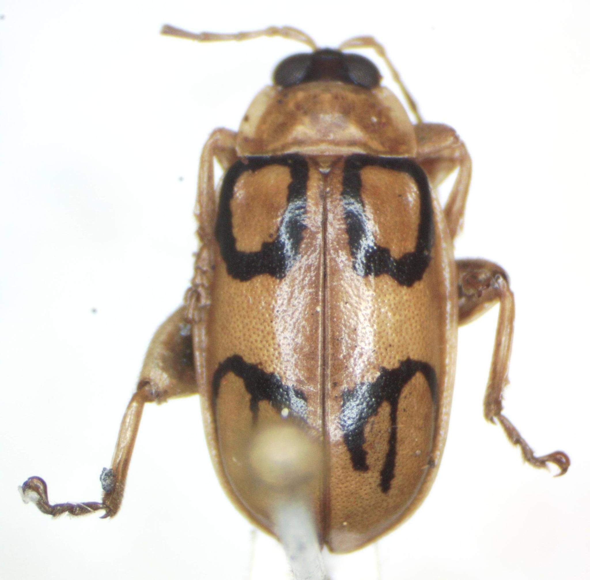 Walterianella biarcuata