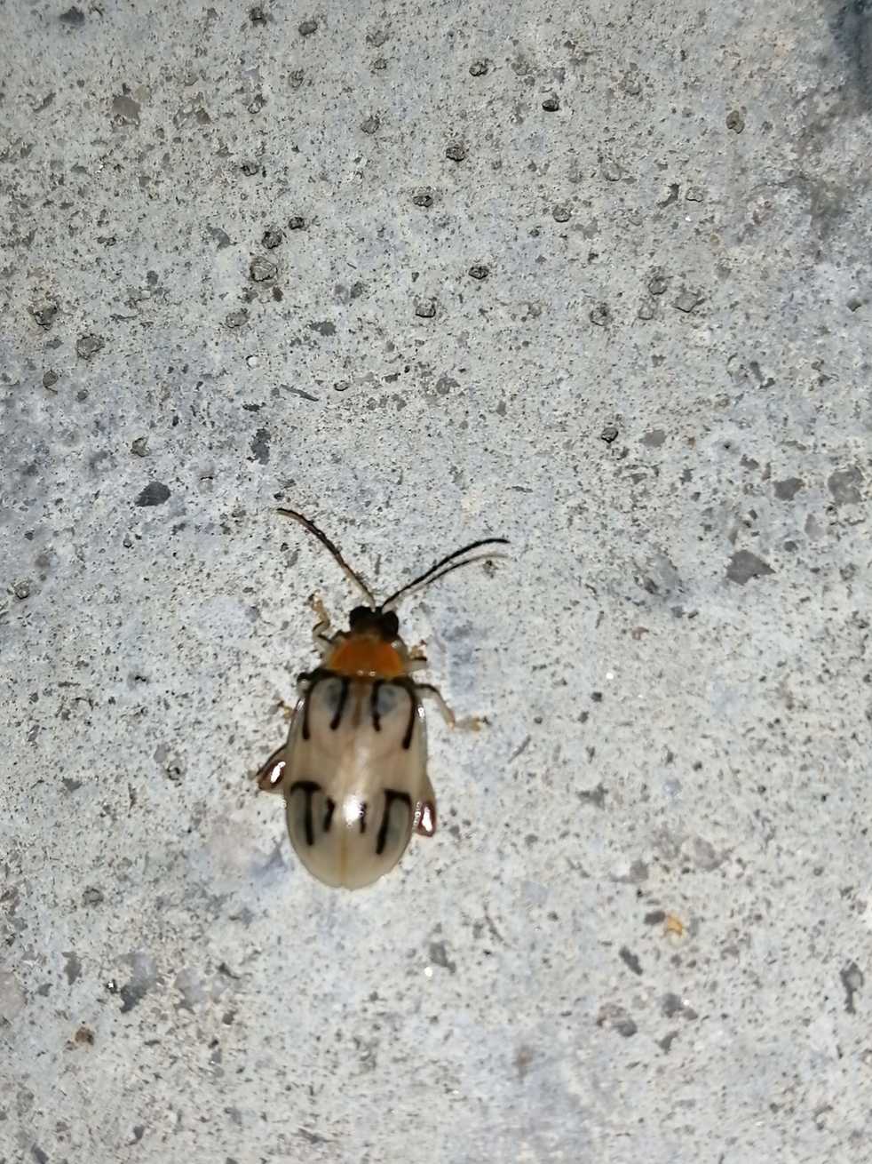 Walterianella biarcuata