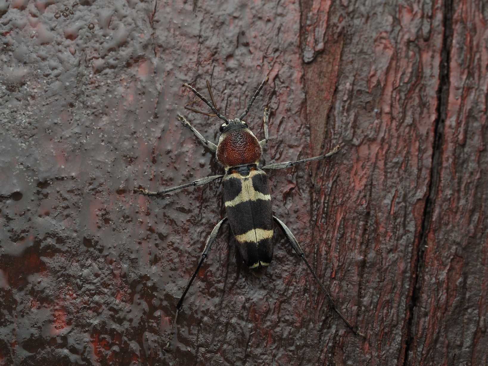 Xylotrechus magnicollis