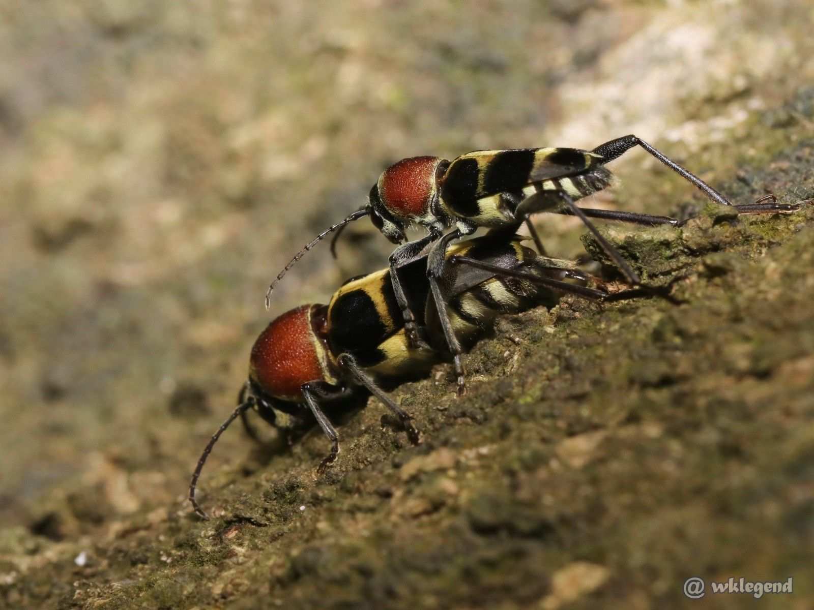 Xylotrechus magnicollis