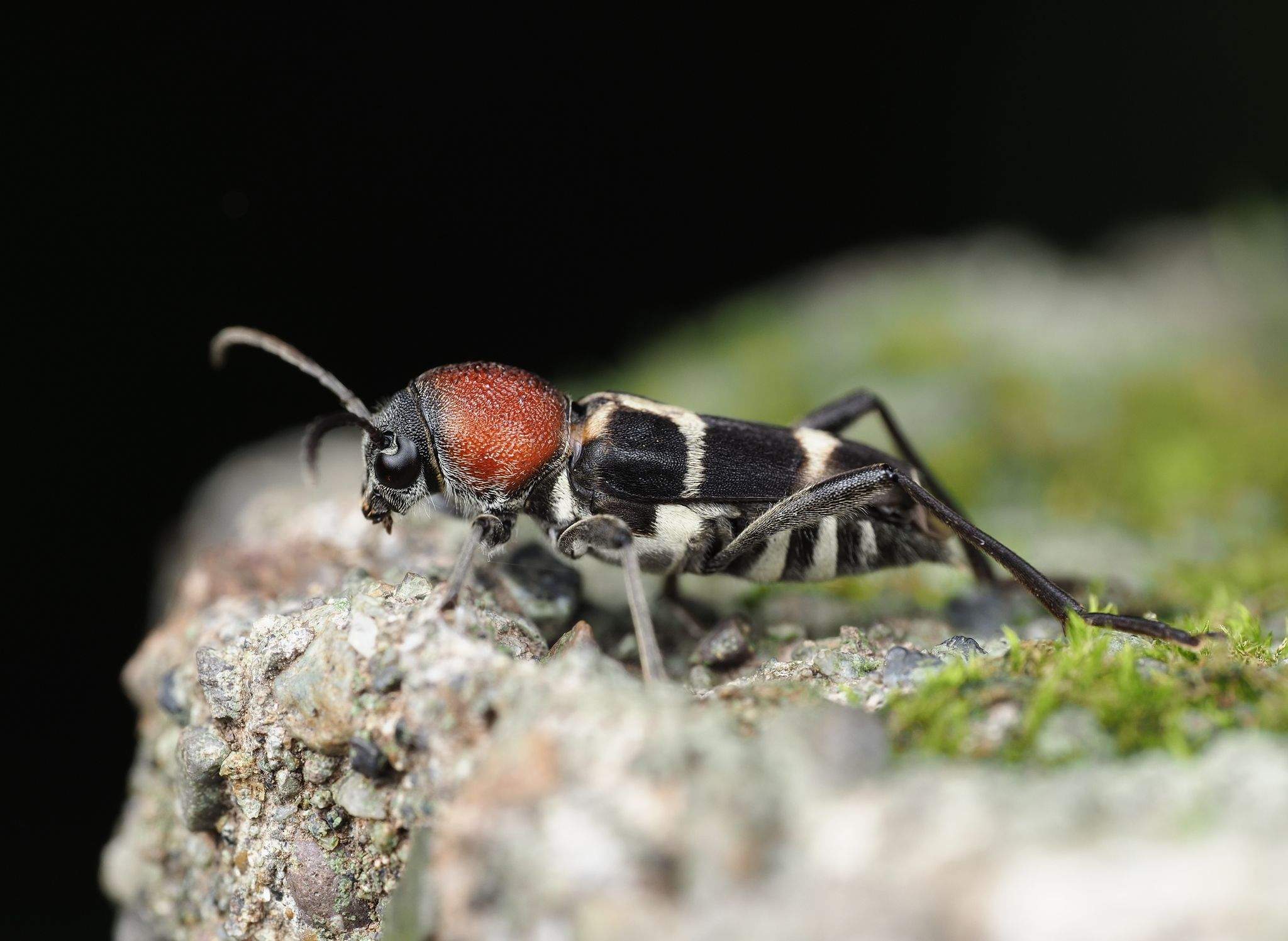 Xylotrechus magnicollis