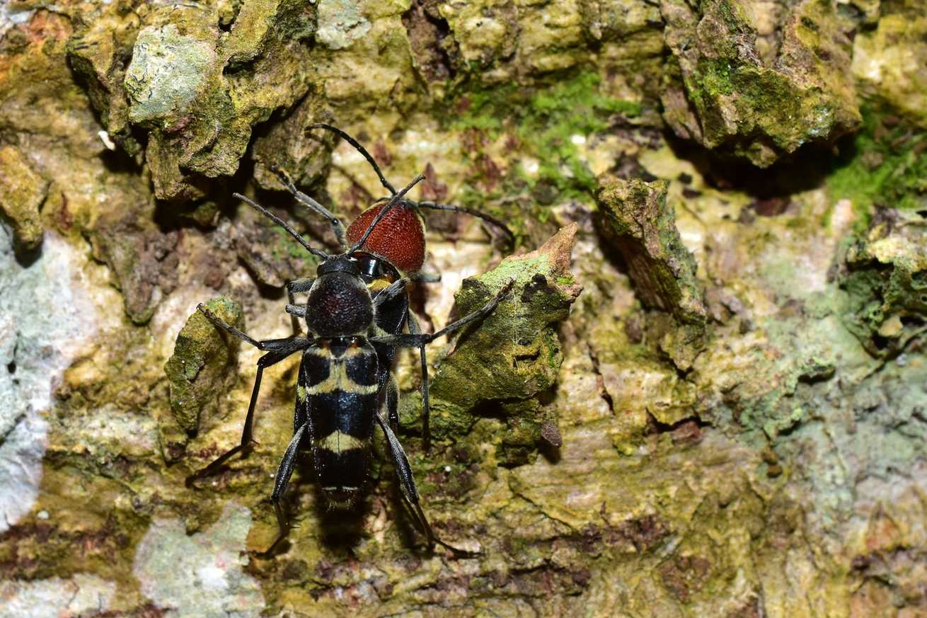 Xylotrechus magnicollis