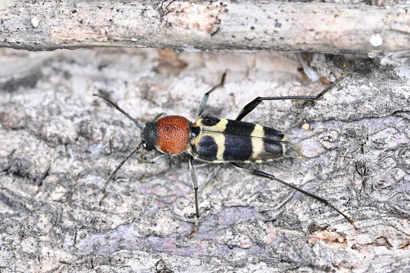 Xylotrechus magnicollis