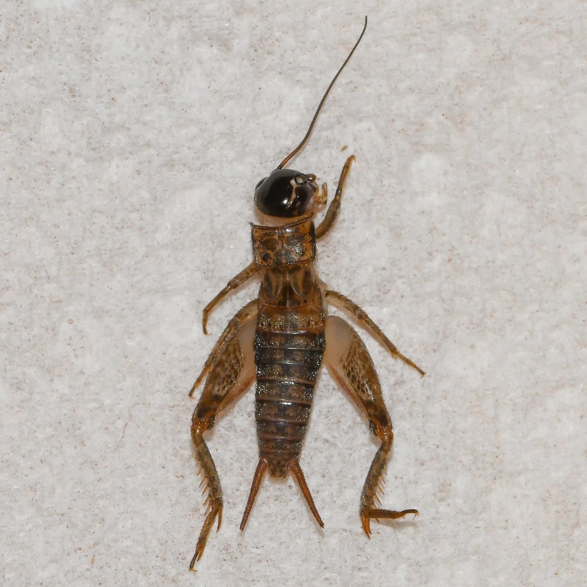 Miogryllus verticalis
