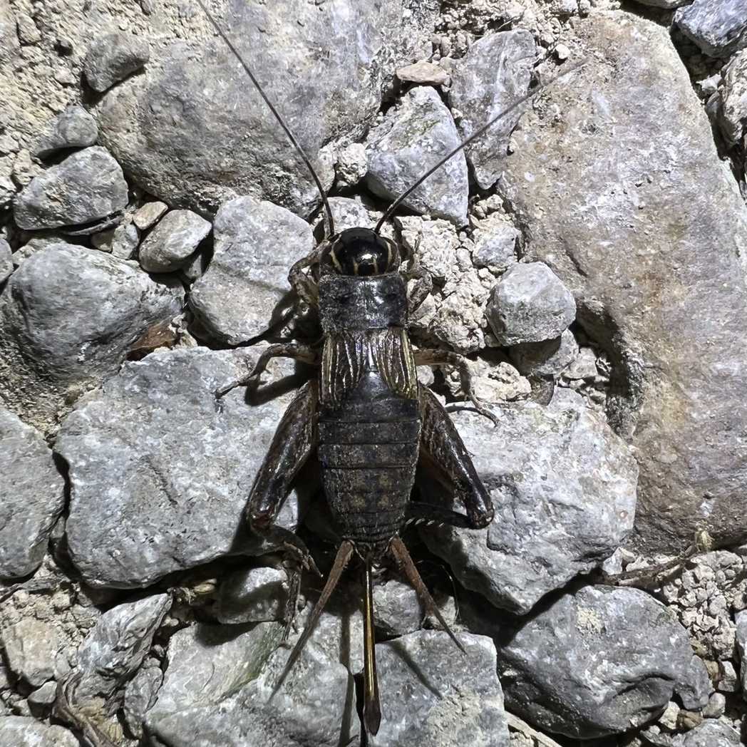 Miogryllus verticalis