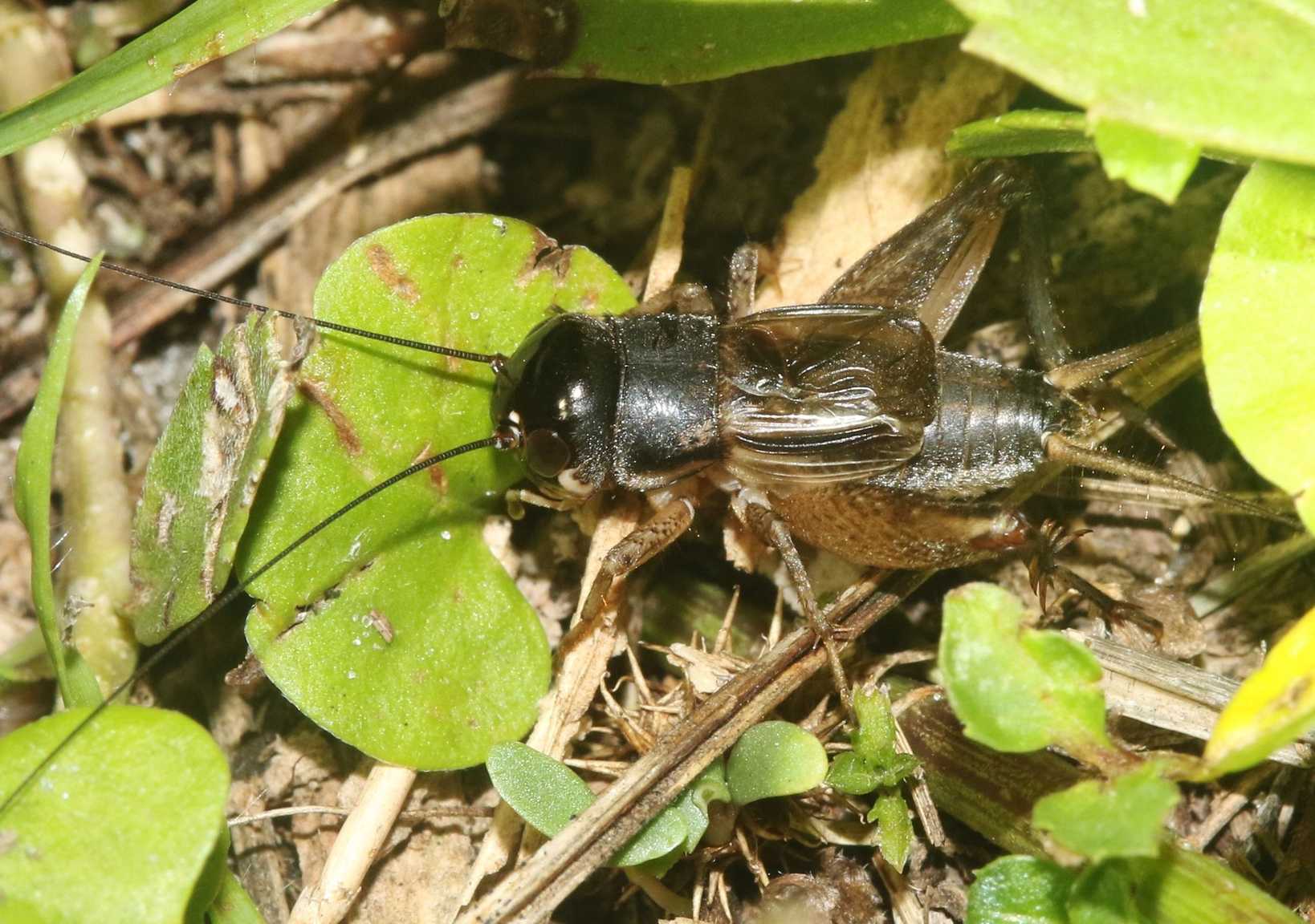 Miogryllus verticalis