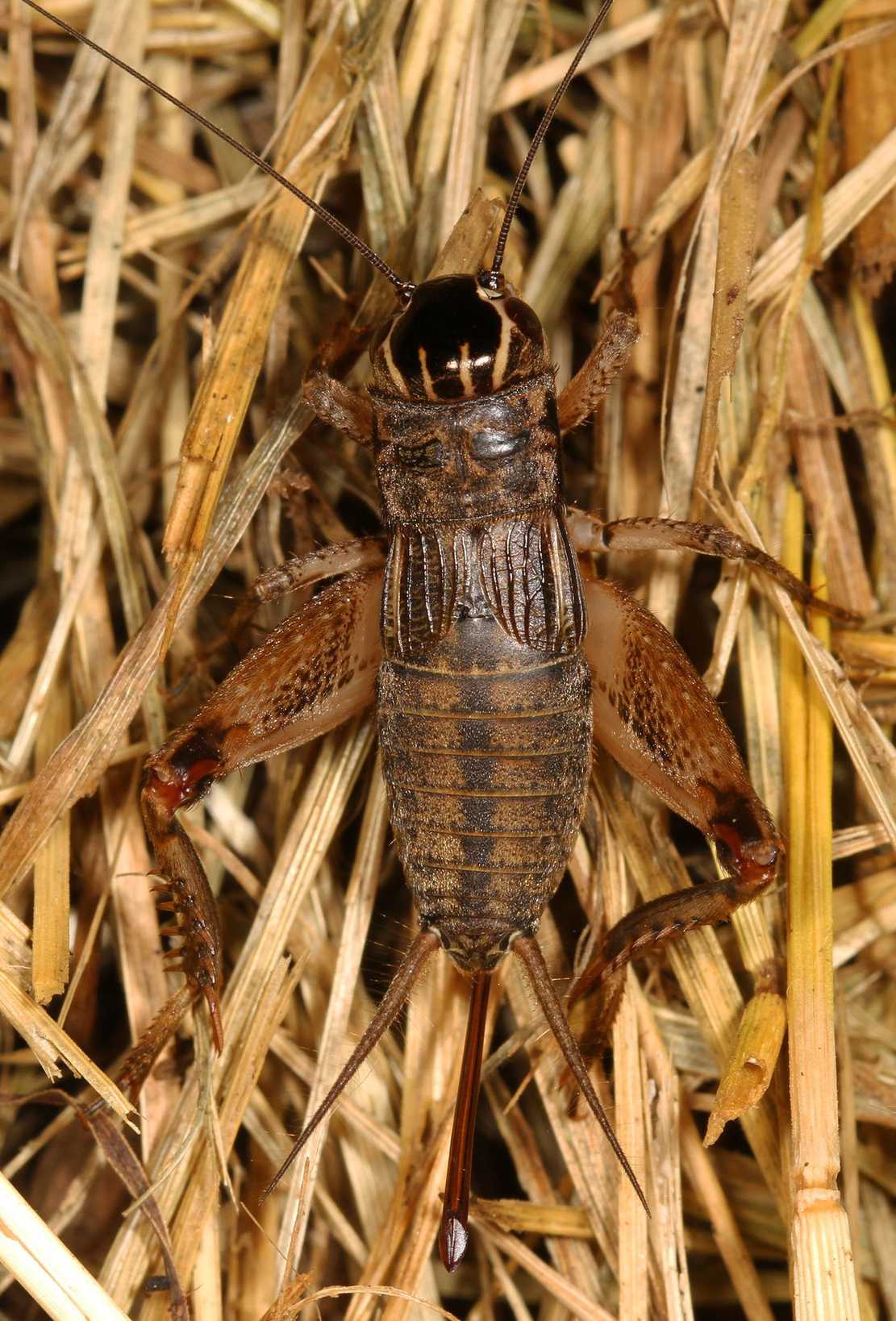 Miogryllus verticalis