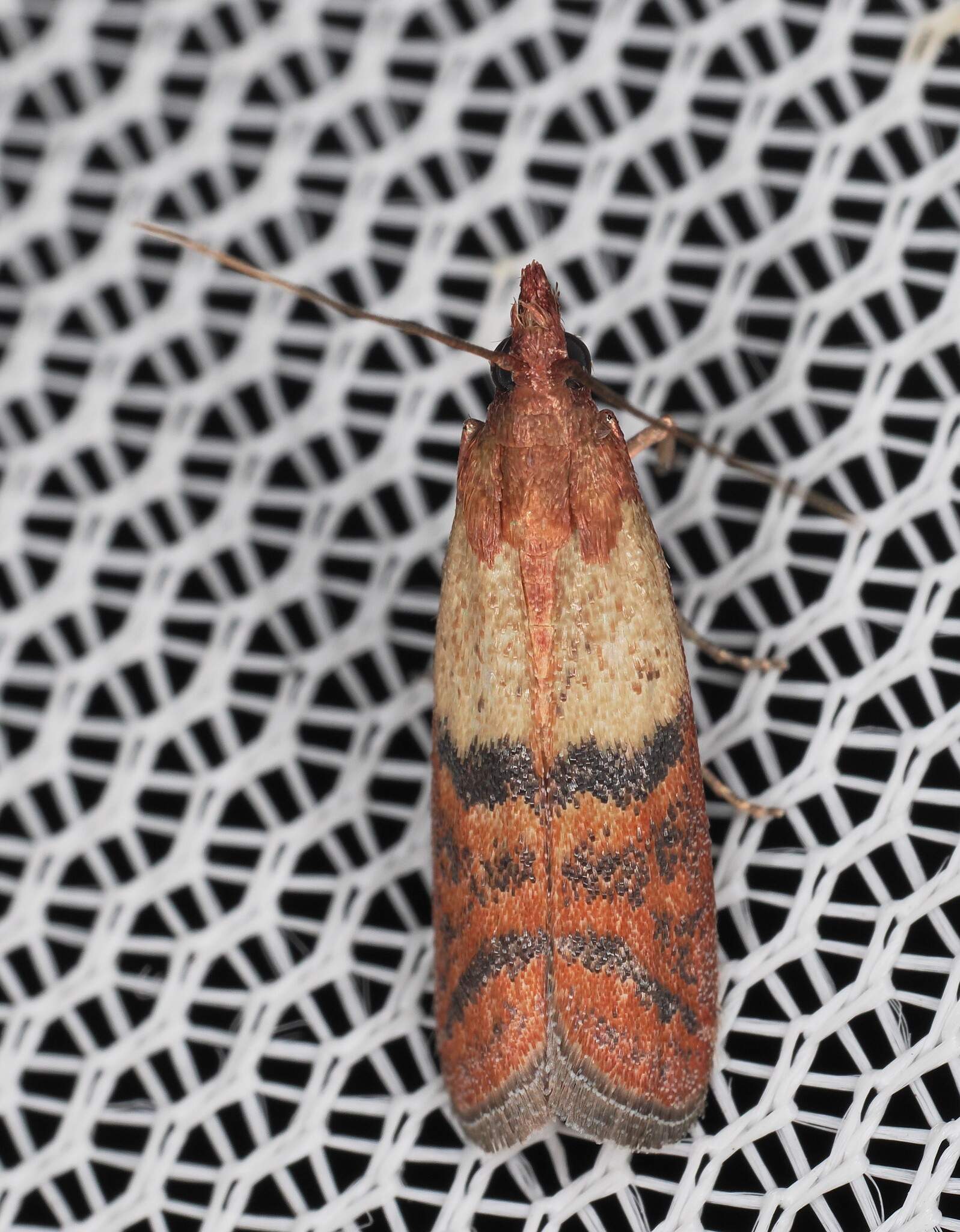 Plodia interpunctella
