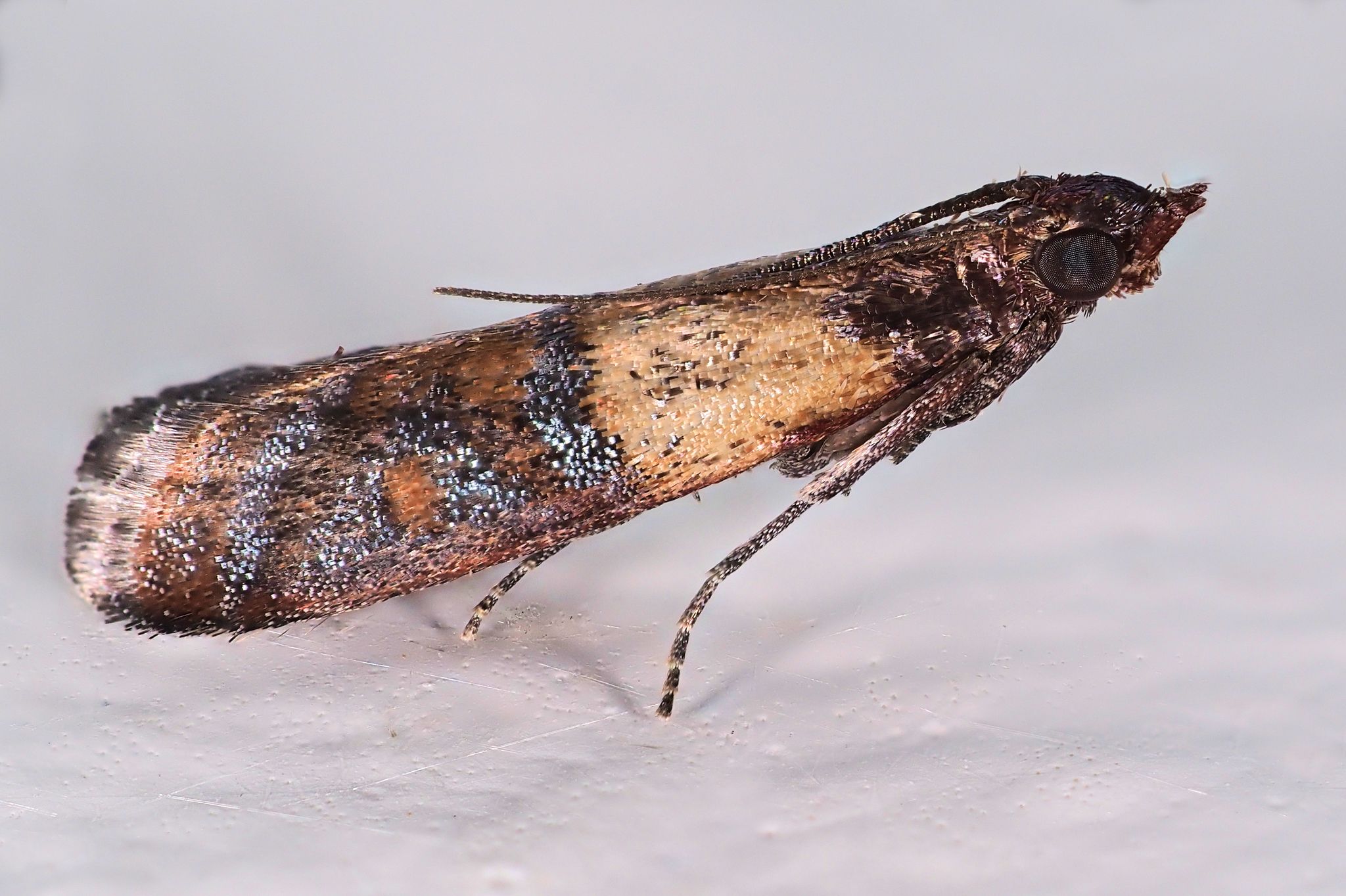 Plodia interpunctella