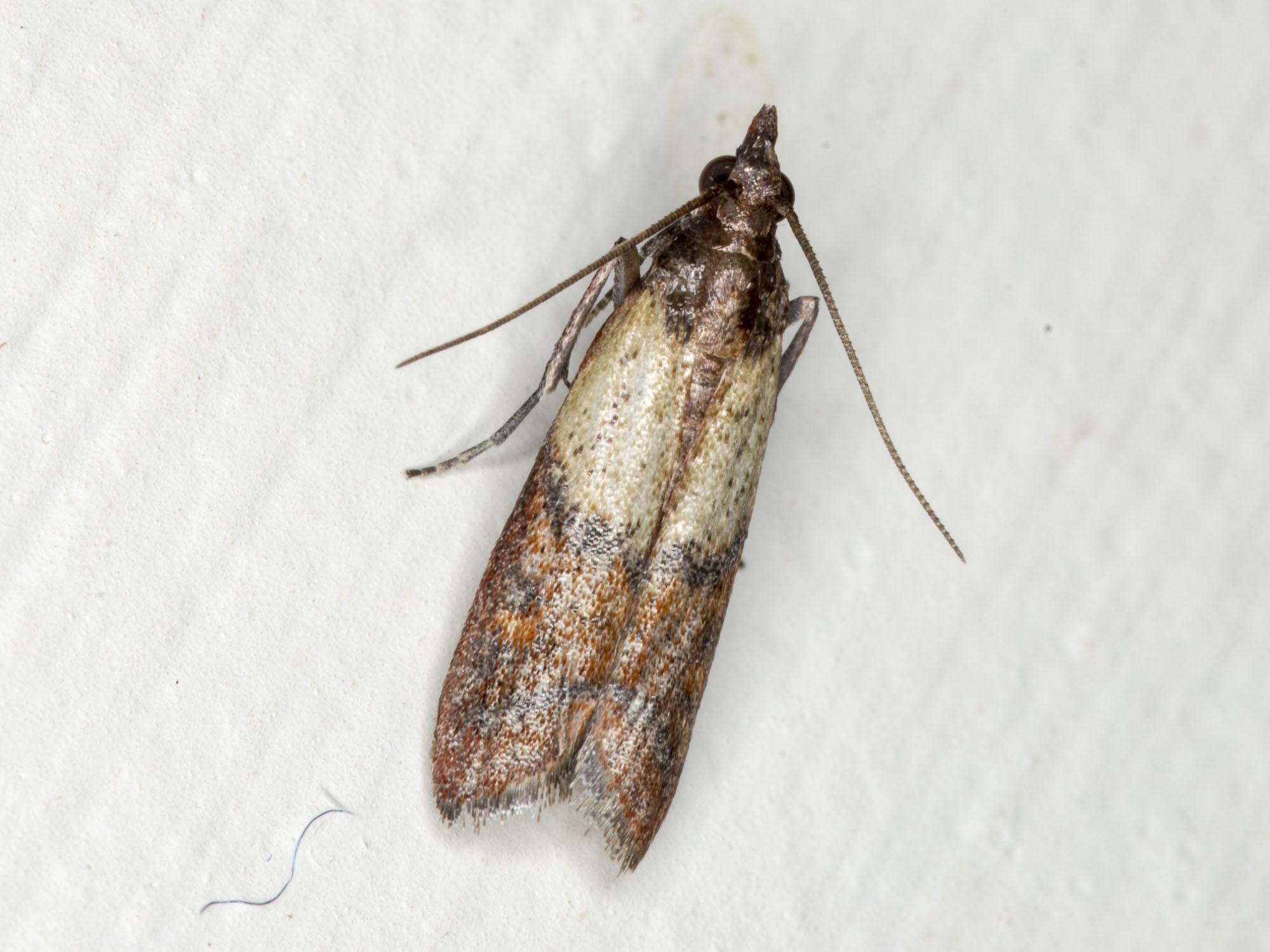 Plodia interpunctella