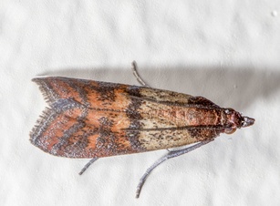 Plodia interpunctella