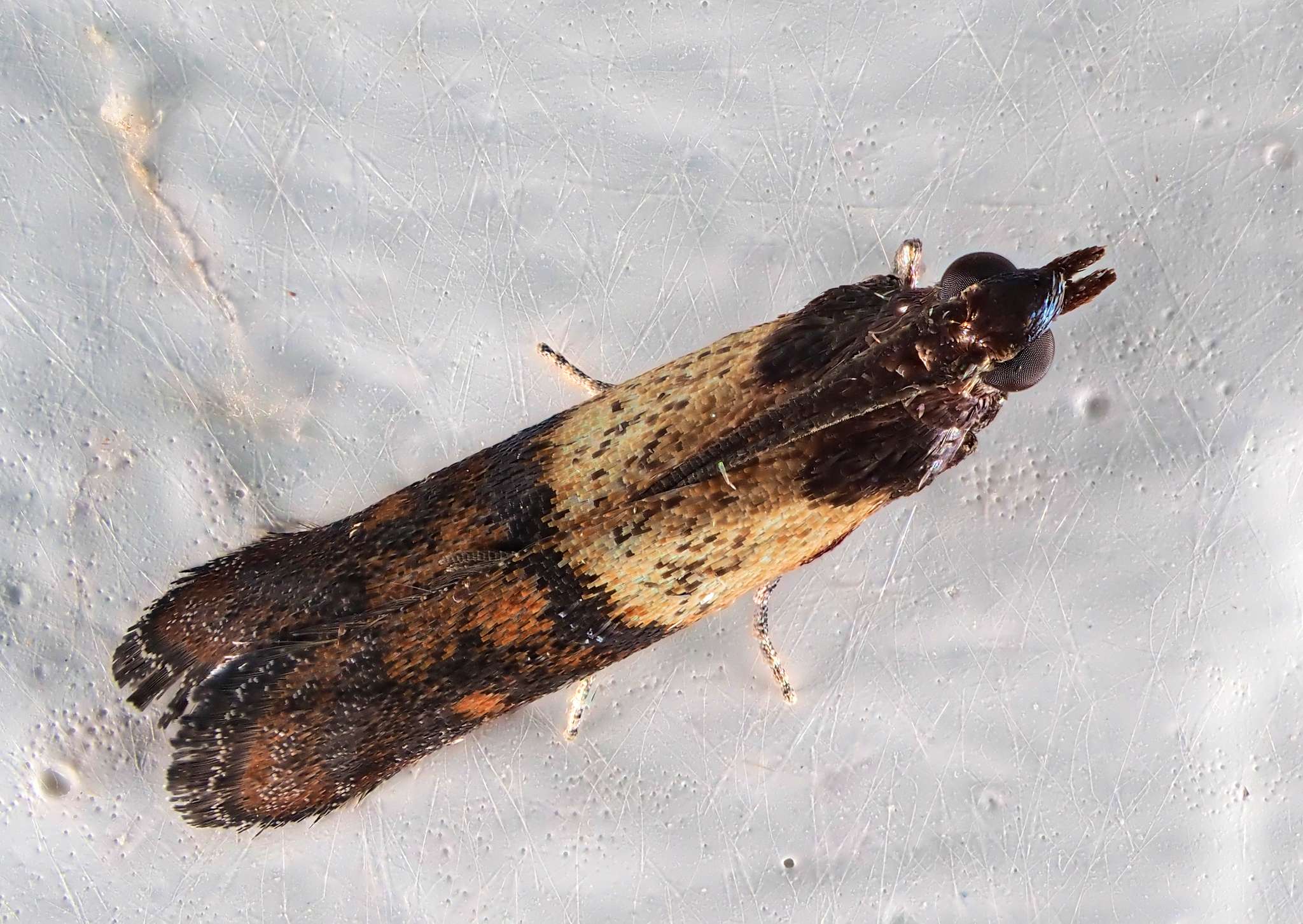 Plodia interpunctella