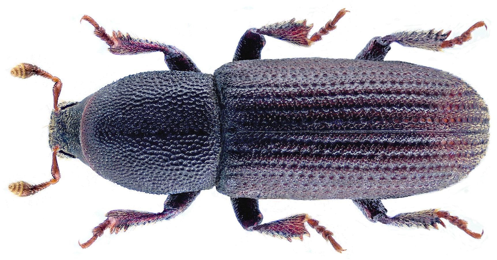 Hylastes ater