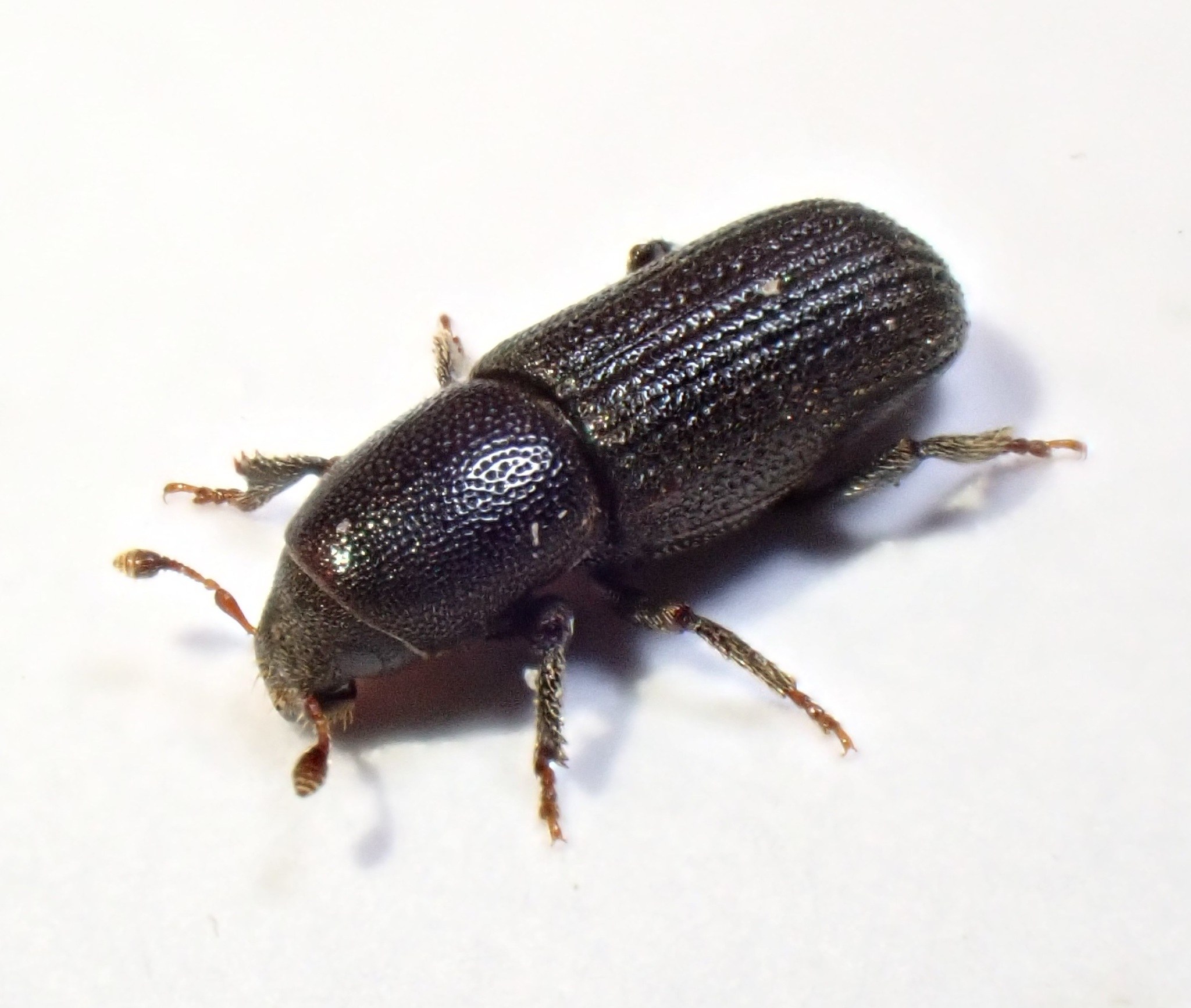 Hylastes ater