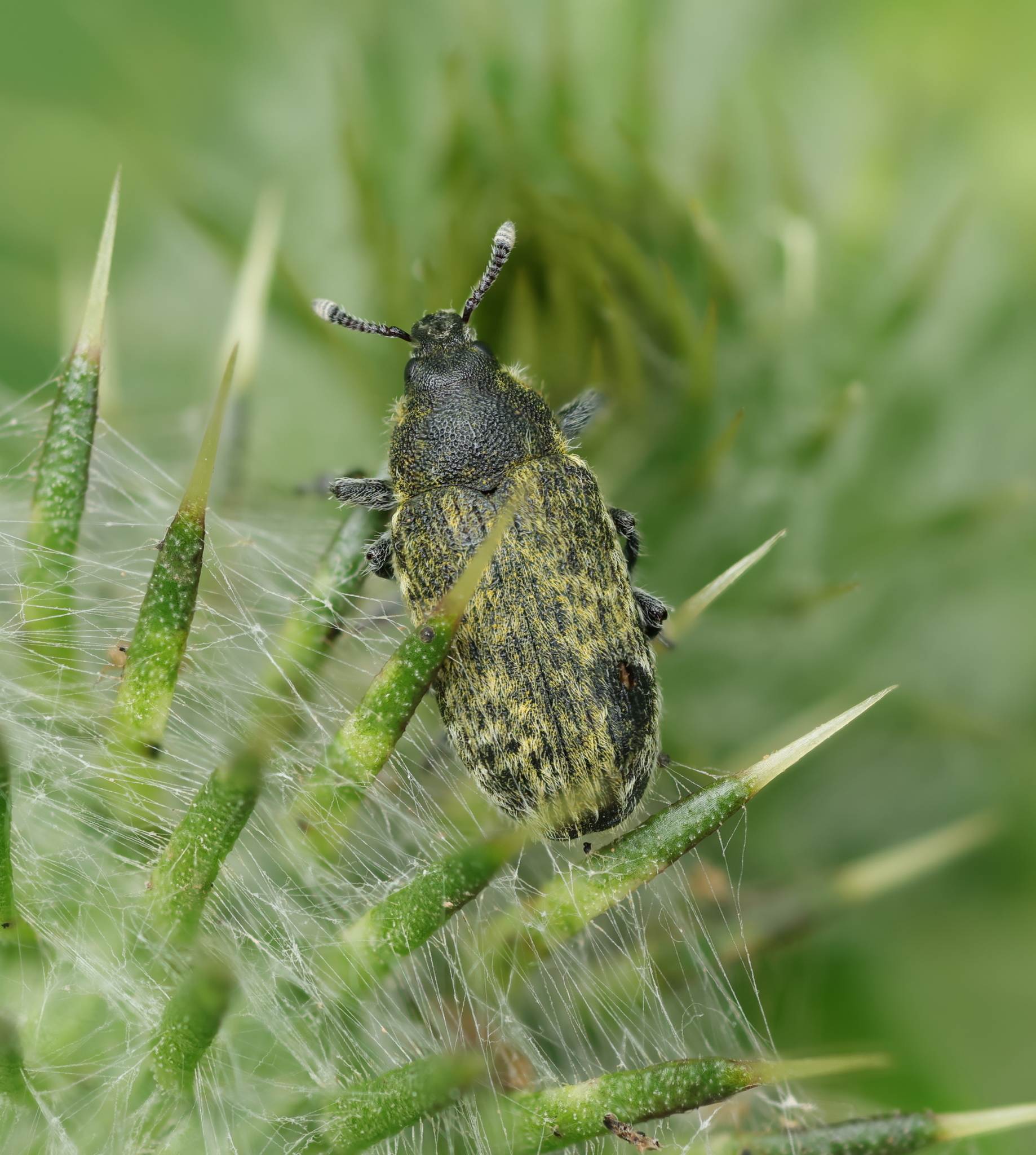 Rhinocyllus conicus