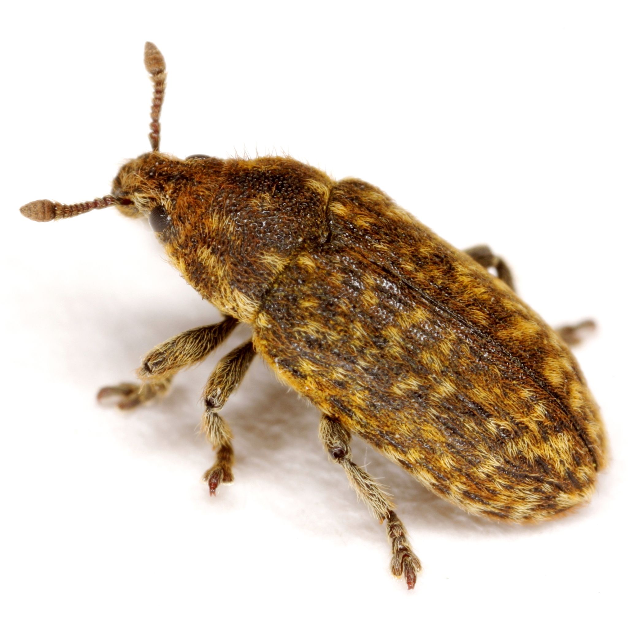 Rhinocyllus conicus