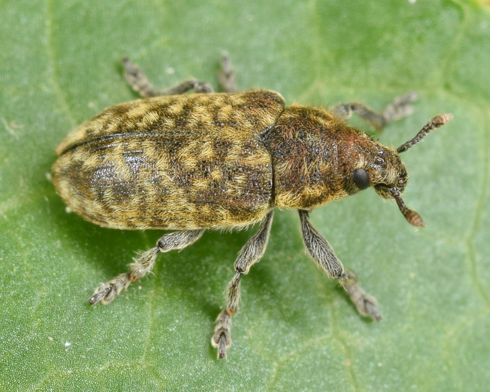 Rhinocyllus conicus