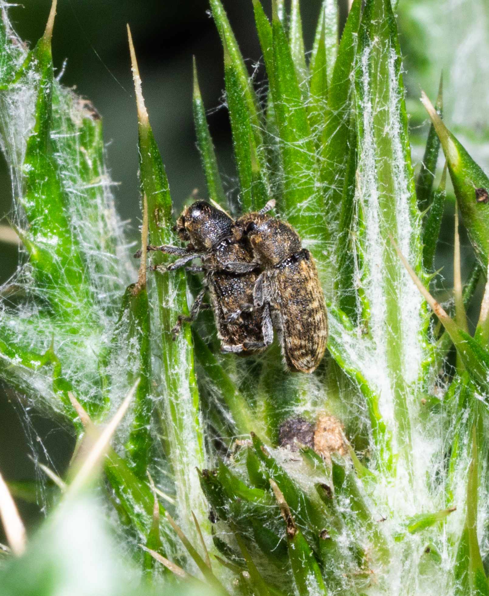 Rhinocyllus conicus